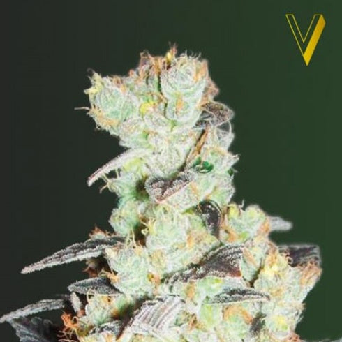 Victory Seeds - NHL Diesel
